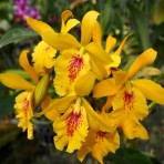 Epicatanthe Don Herman-Flowering Size